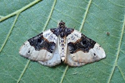 <i>Cosmorhoe ocellata</i>