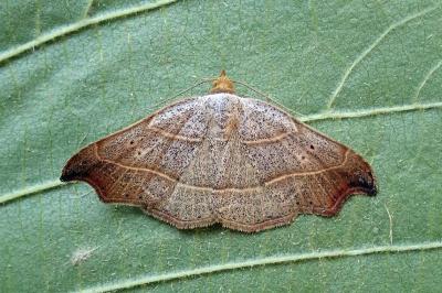 <i>Laspeyria flexula</i>