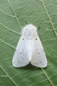 <i>Diaphora mendica</i>