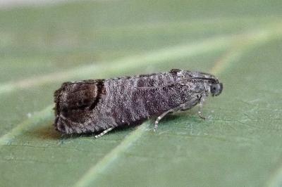 <i>Cydia pomonella</i>
