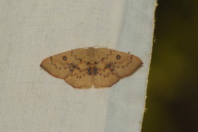 <i>Cyclophora puppillaria</i>