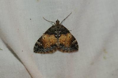 <i>Dysstroma truncata</i>