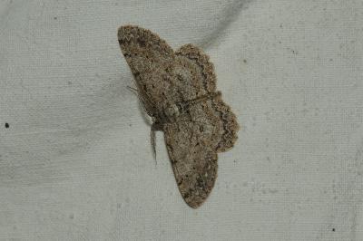 <i>Hypomecis punctinalis</i>