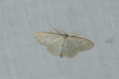 <i>Idaea subsericeata</i>