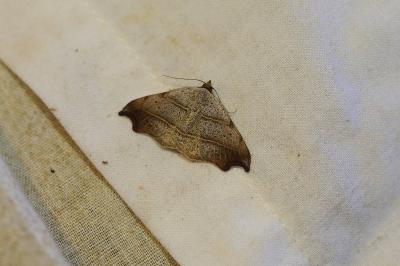<i>Laspeyria flexula</i>