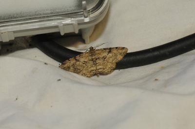 <i>Peribatodes rhomboidaria</i>