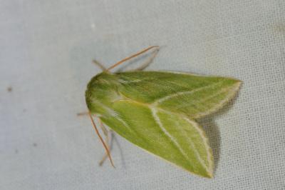 <i>Pseudoips prasinanus</i>