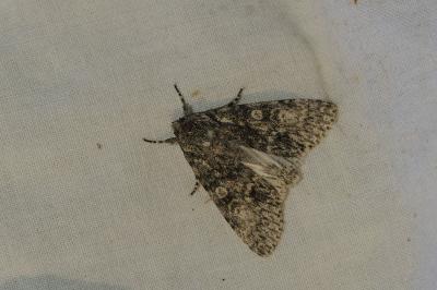 <i>Acronicta megacephala</i>