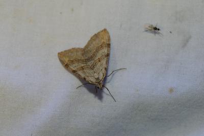 <i>Aplocera efformata</i>