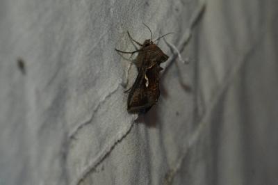 <i>Macdunnoughia confusa</i>