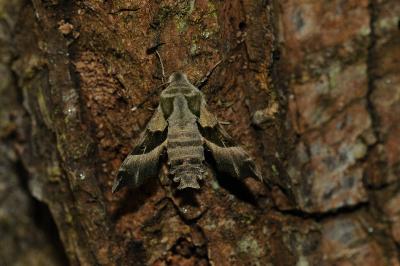 <i>Proserpinus proserpina</i>