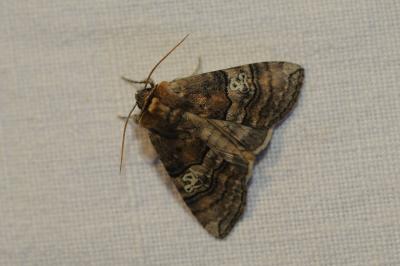 <i>Tethea ocularis</i>