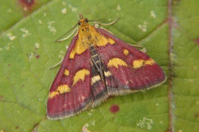 <i>Pyrausta purpuralis</i>