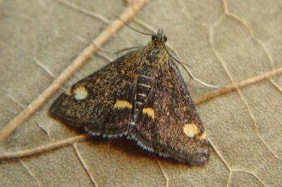 <i>Pyrausta aurata</i>