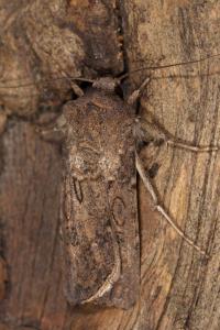 <i>Agrotis segetum</i>