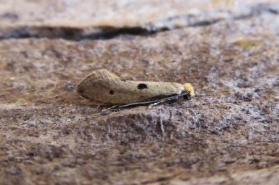 <i>Tinea trinotella</i>