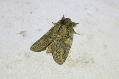 <i>Peridea anceps</i>