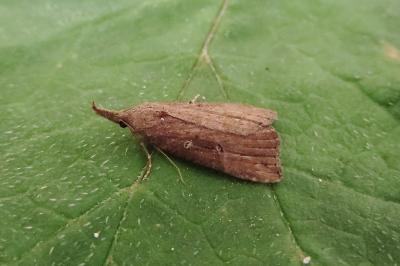 <i>Hypena rostralis</i>
