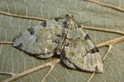 <i>Colostygia pectinataria</i>