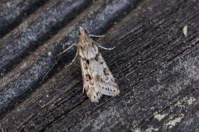 <i>Eudonia angustea</i>