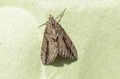 <i>Thera cupressata</i>