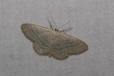 <i>Idaea subsericeata</i>