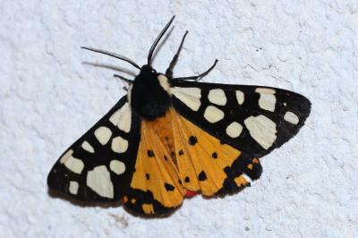 <i>Arctia villica</i>