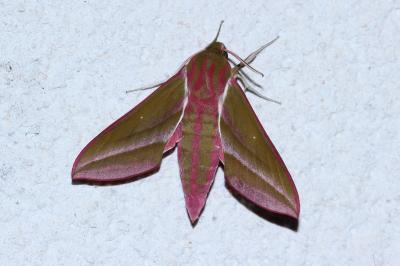 <i>Deilephila elpenor</i>