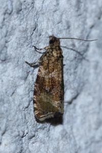 <i>Celypha cespitana</i>