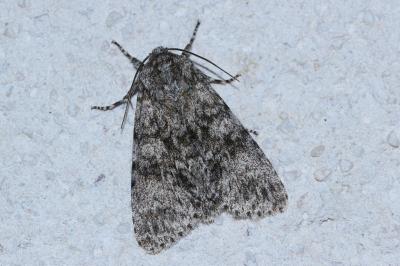 <i>Acronicta megacephala</i>