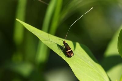 <i>Adela australis</i>