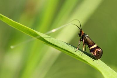 Adela australis