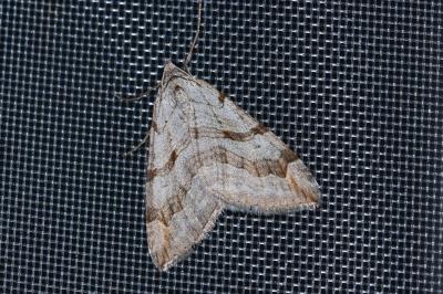 <i>Aplocera efformata</i>