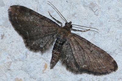 <i>Eupithecia vulgata</i>