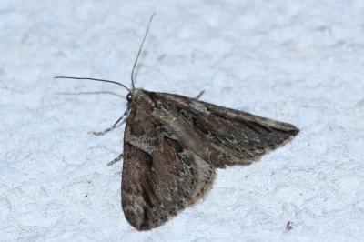 <i>Thera cupressata</i>