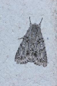 <i>Acronicta aceris</i>