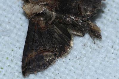 <i>Abrostola triplasia</i>