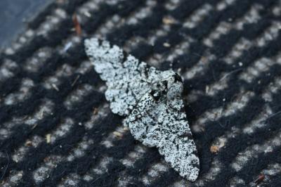 <i>Biston betularia</i>