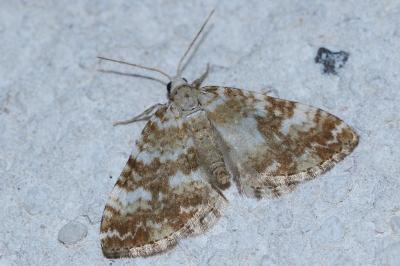 <i>Perizoma flavofasciata</i>