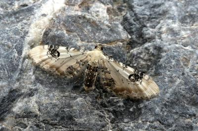 <i>Eupithecia centaureata</i>