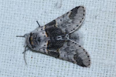 <i>Furcula furcula</i>