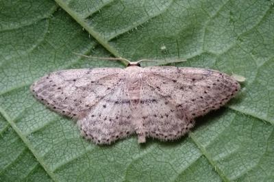 <i>Idaea seriata</i>