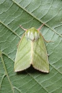 <i>Pseudoips prasinanus</i>