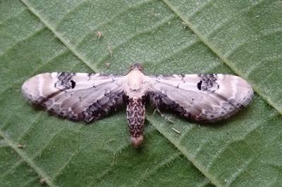 <i>Eupithecia centaureata</i>