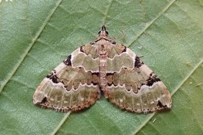 <i>Colostygia pectinataria</i>