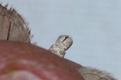 <i>Aplocera efformata</i>