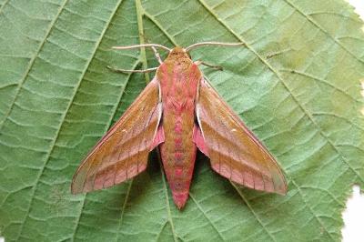<i>Deilephila elpenor</i>