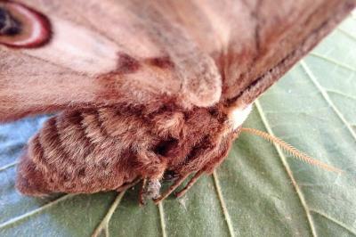 <i>Saturnia pyri</i>