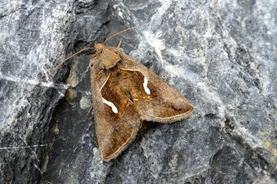 <i>Macdunnoughia confusa</i>