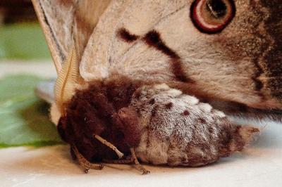 <i>Saturnia pyri</i>